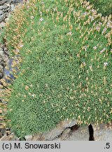 Dianthus webbianus