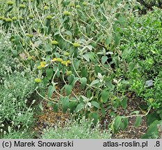 Phlomis grandiflora