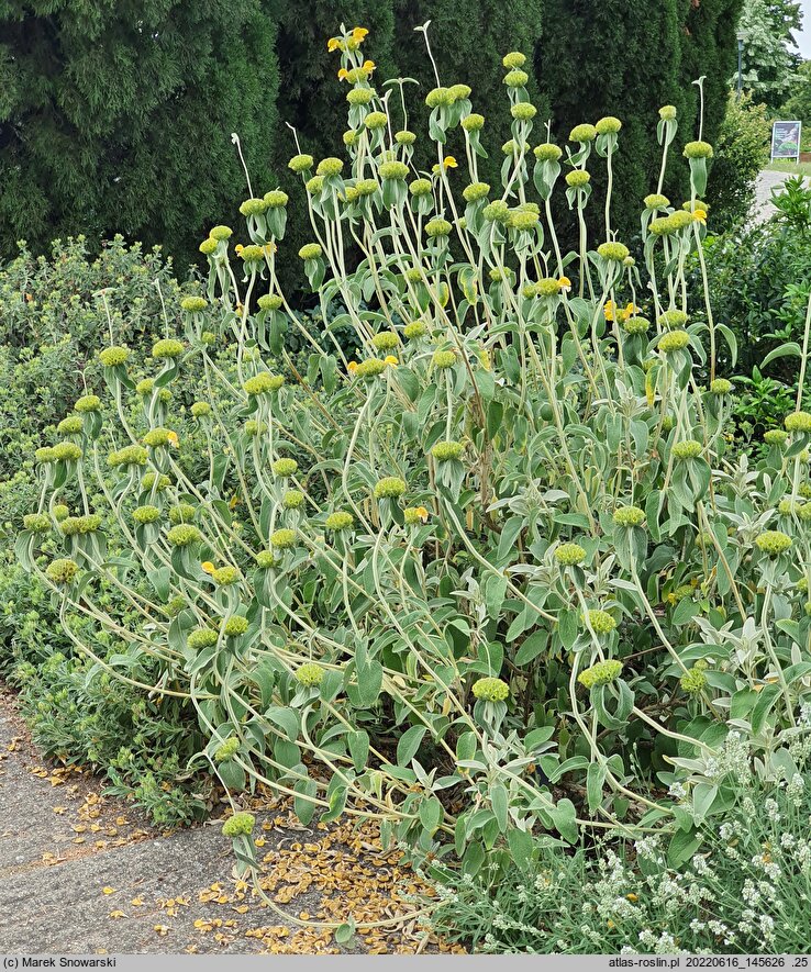 Phlomis grandiflora