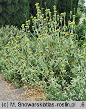 Phlomis grandiflora