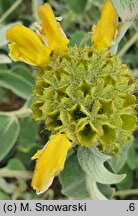 Phlomis grandiflora