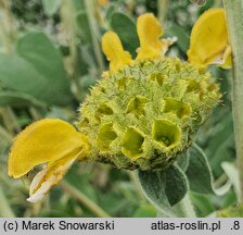 Phlomis grandiflora