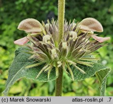 Phlomis samia (żeleźniak samijski)