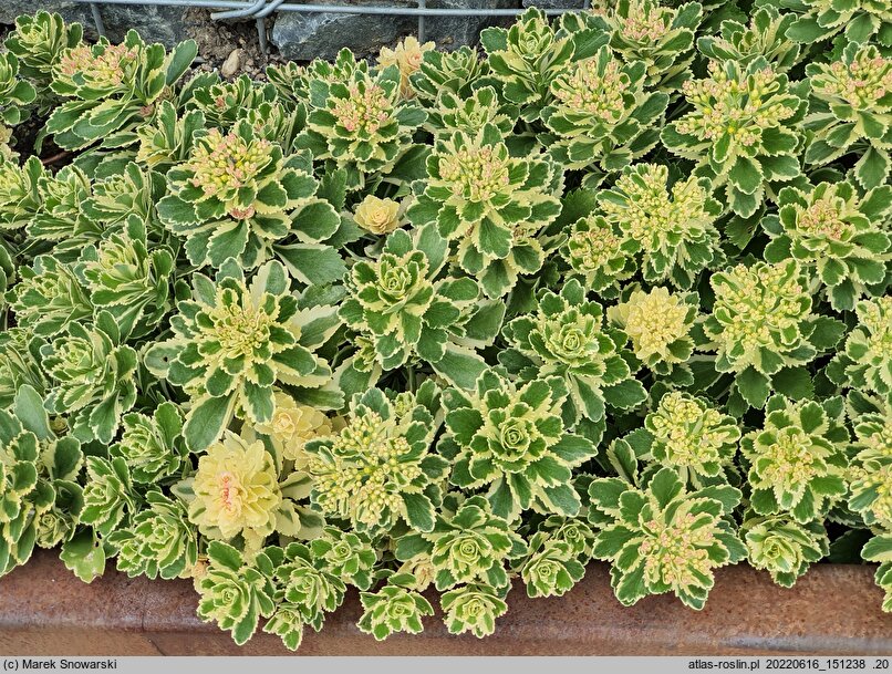 Phedimus takesimensis Atlantis