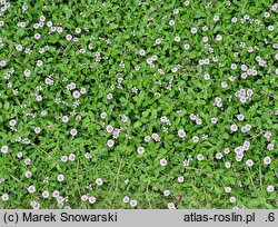 Phyla nodiflora