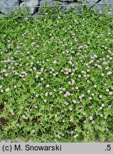 Phyla nodiflora