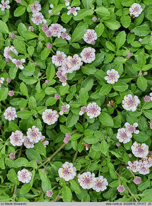 Phyla nodiflora