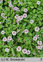 Phyla nodiflora