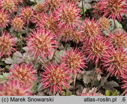 Acaena microphylla Kupferteppich