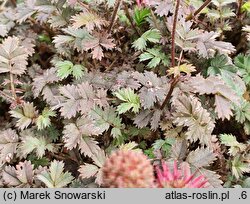 Acaena microphylla Kupferteppich