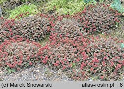 Acaena microphylla Kupferteppich