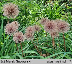 Allium hort. Globemaster