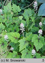 Tiarella Pirate's Patch