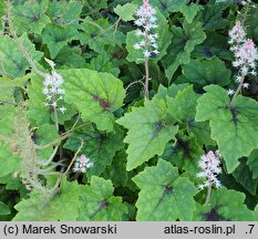 Tiarella Pirate's Patch