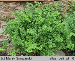 Dryopteris affinis agg. Cristata The King