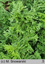 Dryopteris affinis agg. Cristata The King
