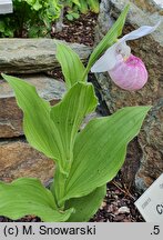 Cypripedium reginae (obuwik królowej)