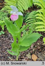 Cypripedium reginae (obuwik królowej)
