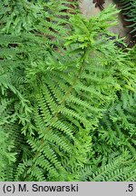 Dryopteris affinis agg. Furcans