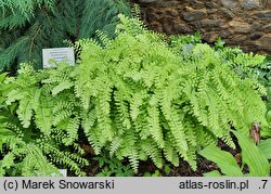 Adiantum pedatum (niekropień stopowaty)
