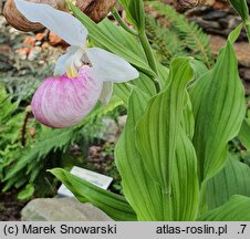 Cypripedium reginae (obuwik królowej)