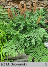 Osmunda regalis Purpurascens