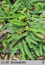 Blechnum penna-marina ssp. alpinum