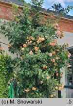 Rosa hort. Aloha