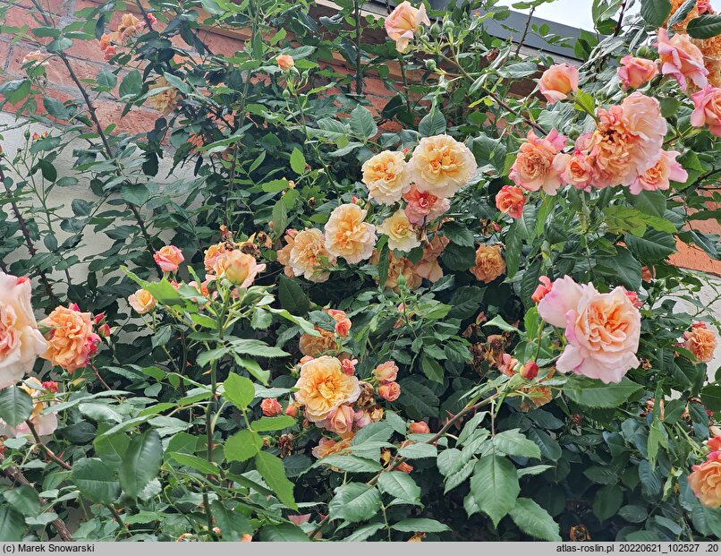 Rosa hort. Aloha