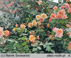 Rosa hort. Aloha