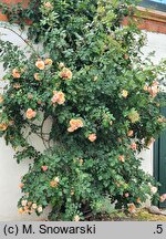 Rosa hort. Aloha