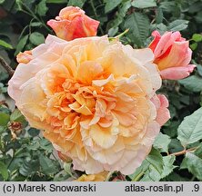 Rosa hort. Aloha