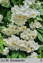 Rosa hort. Bobbie James