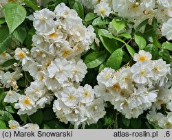 Rosa hort. Bobbie James