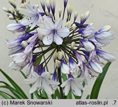 Agapanthus Twister