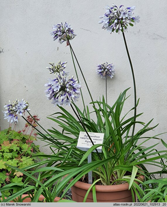 Agapanthus Twister