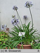 Agapanthus Twister