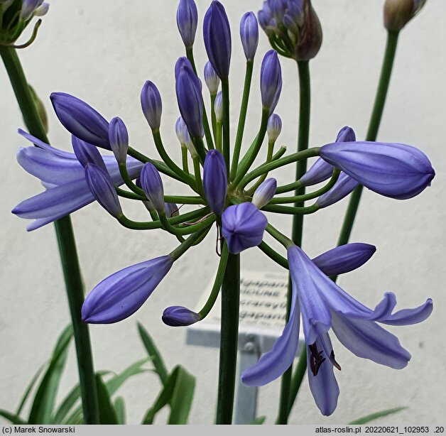 Agapanthus Scrarey09