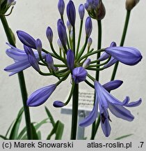 Agapanthus Scrarey09