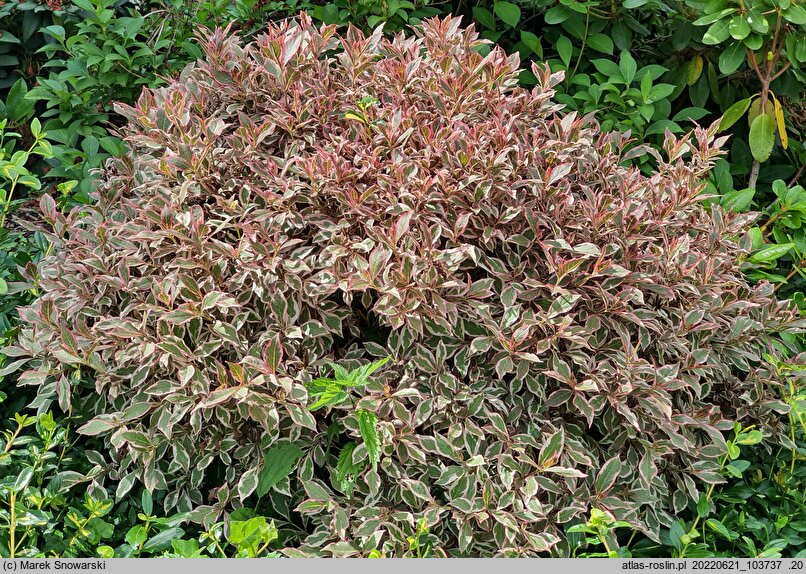 Weigela florida Monet