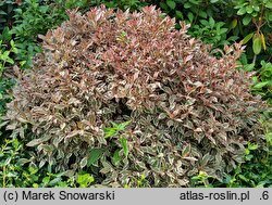Weigela florida Monet