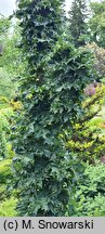 Acer platanoides Marit