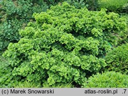 Ginkgo biloba Troll