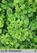 Ginkgo biloba Troll
