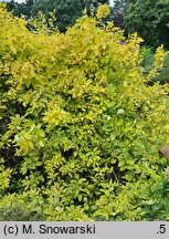 Cornus alba Gouchaultii