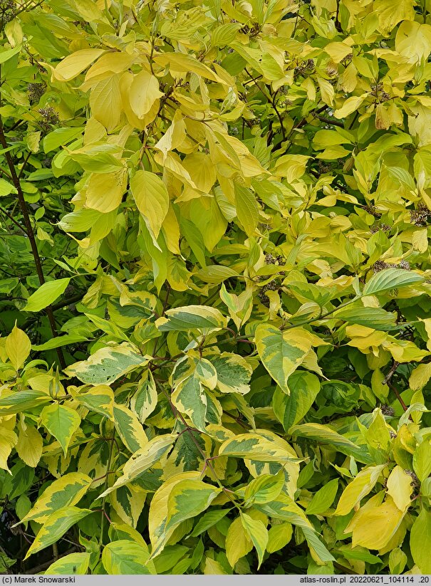 Cornus alba Gouchaultii