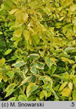 Cornus alba Gouchaultii