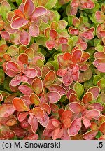Berberis thunbergii Admiration
