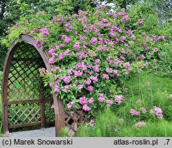 Rosa hort. Rose-Marie Viaud