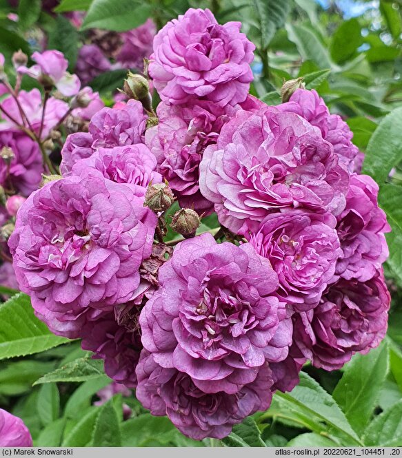 Rosa hort. Rose-Marie Viaud